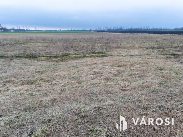 Eladó Szántó Csanyteleken