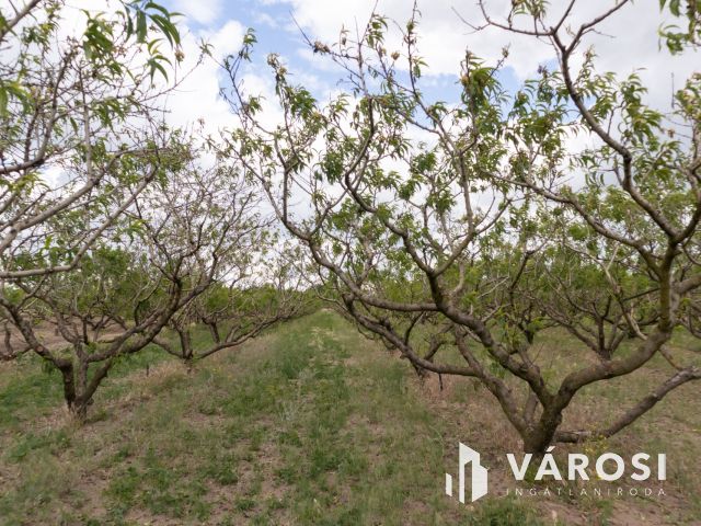 Bordányi barackos idei terméssel együtt Eladó