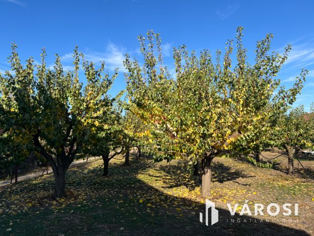 Eladó zárt kert termő barackfákkal és építési lehetőséggel!