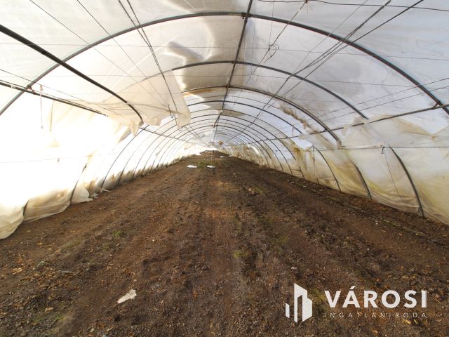 Szántó fóliasátorral a Vásárhelyi út mellett